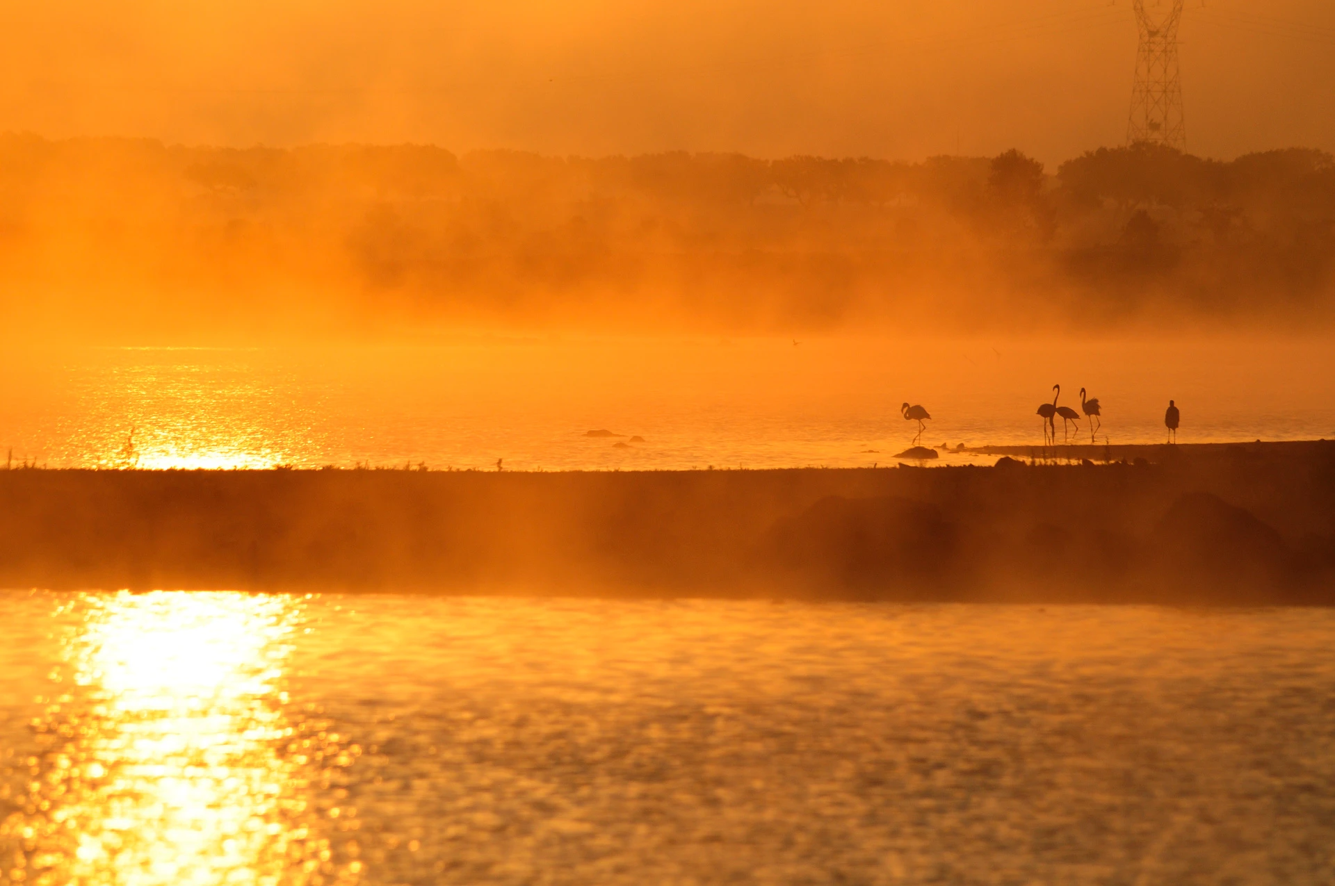 Flamingo-comum ao nascer do sol