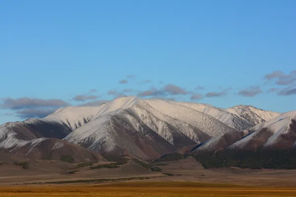 Altai - Koch Agash